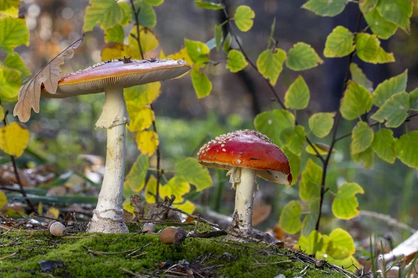 Amanita Muscaria Vliegenzwam Rode Paddestoelen Met Witte Vlekken Gras — Stockfoto