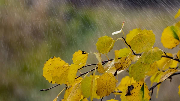 Jesienne Brzozy Pomarańczowy Tło Żółty Pozostawia Raindrops Zbliżenie — Zdjęcie stockowe