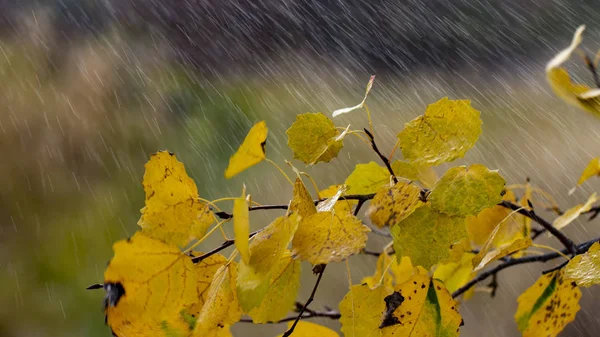 秋背景黄色オレンジ白樺離れる雨滴のクローズ アップ — ストック写真