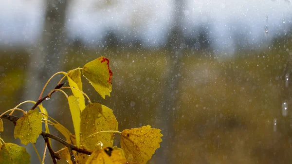 Jesienne Brzozy Pomarańczowy Tło Żółty Pozostawia Raindrops Zbliżenie — Zdjęcie stockowe