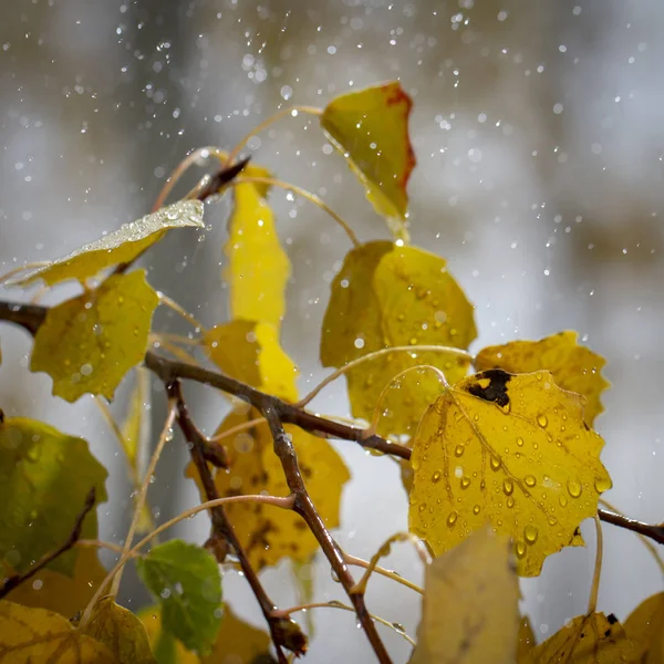 Jesienne Brzozy Pomarańczowy Tło Żółty Pozostawia Raindrops Zbliżenie — Zdjęcie stockowe