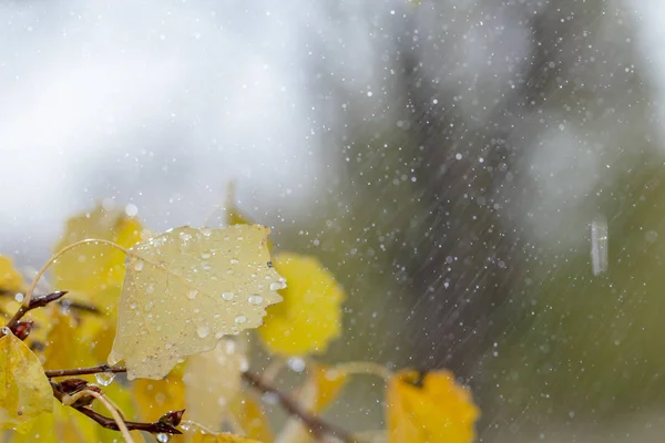 秋背景黄色オレンジ白樺離れる雨滴のクローズ アップ — ストック写真