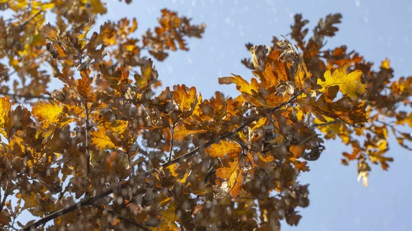 oak leaves and dew drops, autumn background rain.
