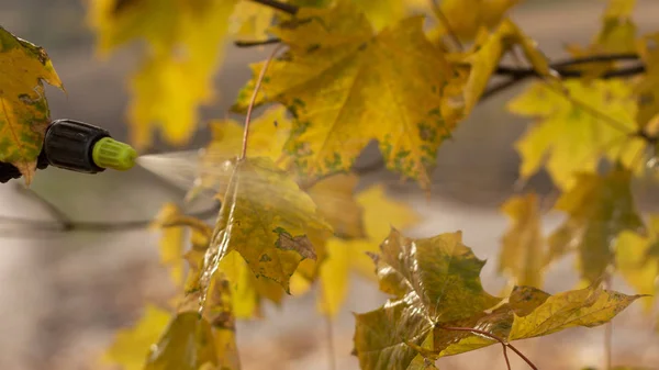 Kropelki Liściach Upadły Jesień Liść Zbliżenie Krople Deszczu Klon Pozostawia — Zdjęcie stockowe