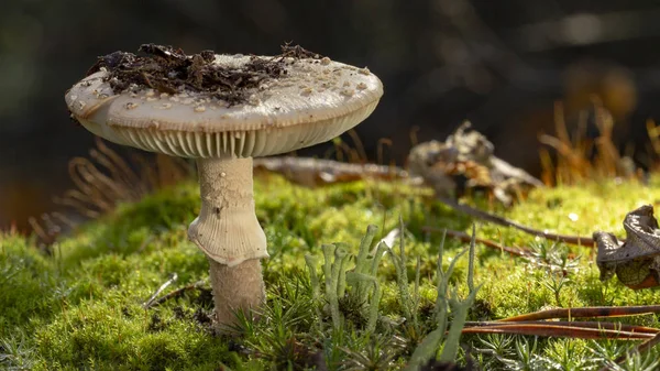 Amanita Phalloides Schimmel Giftige Onderwerp Wilde Berg Een Regenachtige Dag — Stockfoto