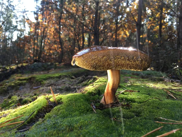 Гриб Xerocomellus Chrysenteron Игольчатом Лесу — стоковое фото