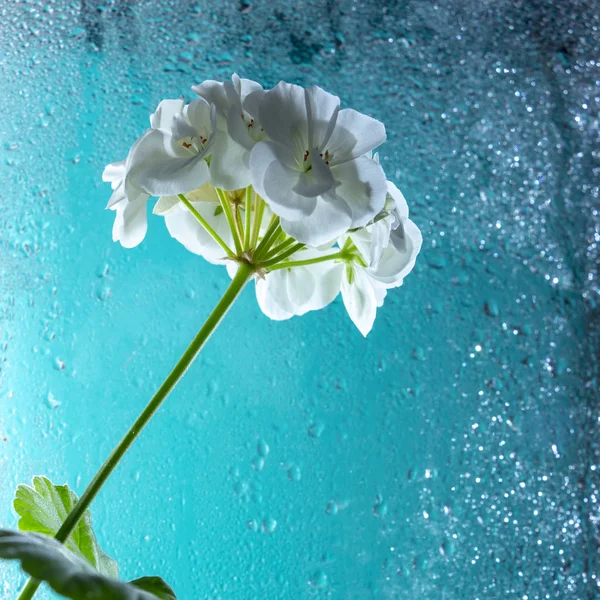 White geranium flower, on a turquoise glass background. With drops of dew.