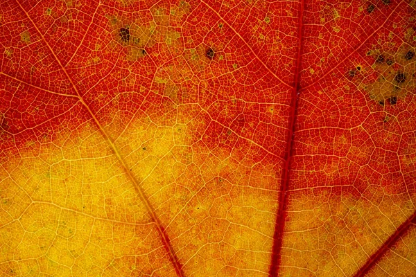 Beautiful Detailed Golden Fall Leaf Macro Texture Close — Stock Photo, Image