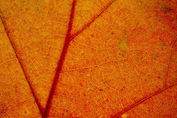 Belle Macro Feuille Automne Dorée Détaillée Texture Close — Photo