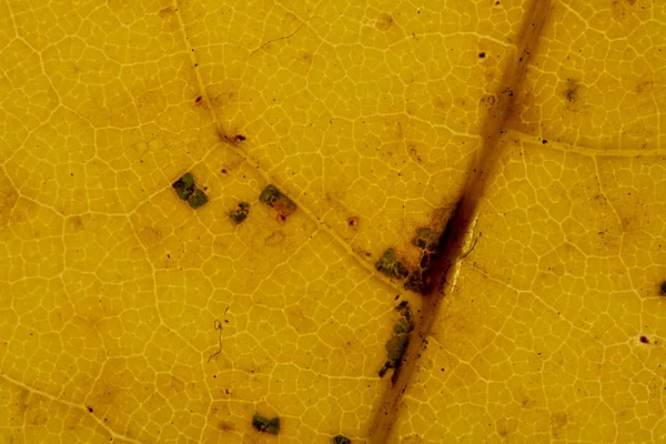 Vackert Detaljerad Golden Höst Löv Makro Textur Närbild — Stockfoto