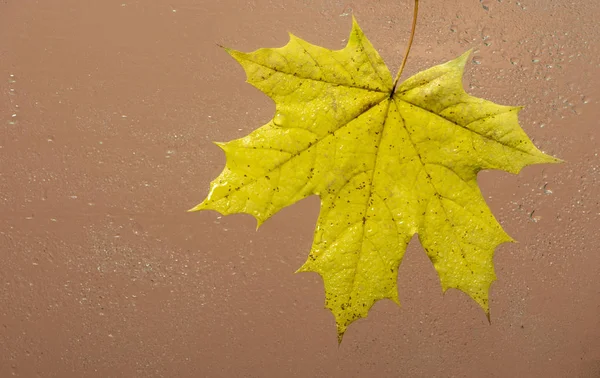 Feuilles Automne Tombées Sur Humide Partir Verre Pluie Gros Plan — Photo