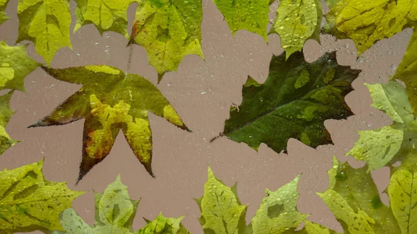 Fallen Autumn Leaves Wet Rain Glass Close — Stock Photo, Image