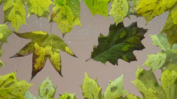 Feuilles Automne Tombées Sur Humide Partir Verre Pluie Gros Plan — Photo