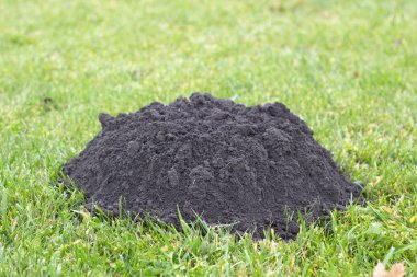 Benler nüfus görünümü güneşli tarafından yapılan'ın bahçesinde yeni öyle.