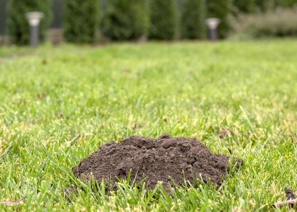 Neue Maulwurfshügel Auf Dem Rasen Durch Maulwürfe Sonnigen Tag — Stockfoto