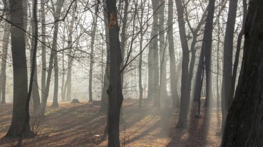 Kayın ormanın içinde kırmızı ve renkli sonbahar renkleri