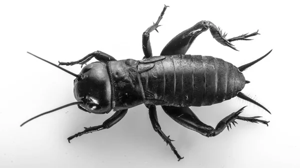 Cricket Insect Gryllidae Geïsoleerd Een Witte Achtergrond — Stockfoto
