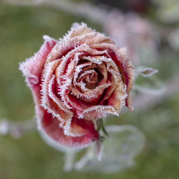 Зима Саду Заморозки Лепестках Розовой Розы — стоковое фото