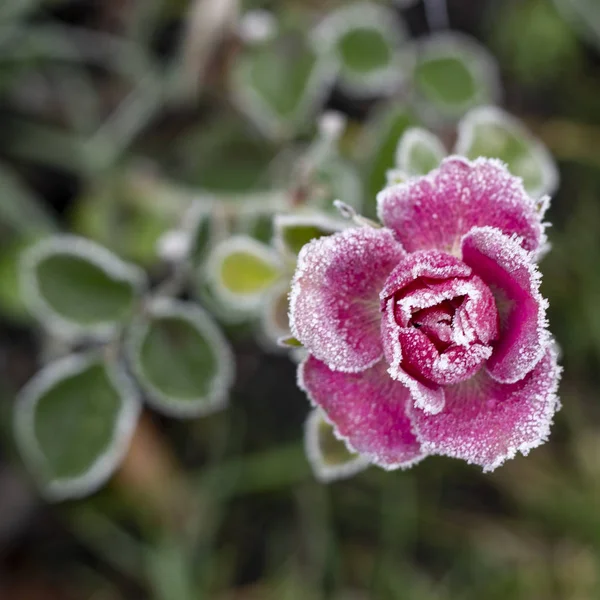 Winter Garden Hoarfrost Petals Pink Rose Close — Stock Photo, Image