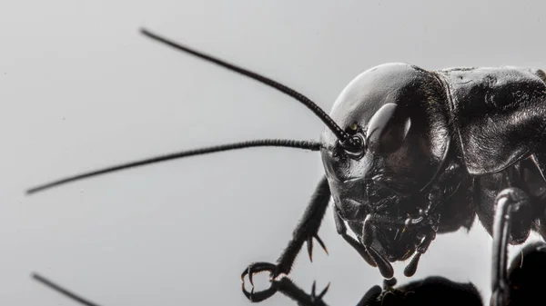 Insecto Grillo Gryllidae Aislado Sobre Fondo Blanco Cerca — Foto de Stock