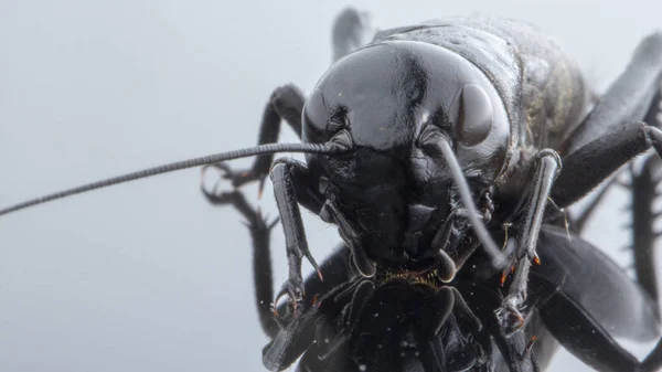 Insecto Grillo Gryllidae Aislado Sobre Fondo Blanco Cerca — Foto de Stock