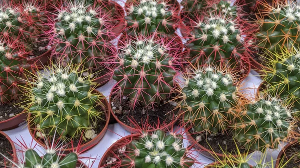 Diferentes Tipos Cactus Colores Mostrador Tienda Cerca —  Fotos de Stock