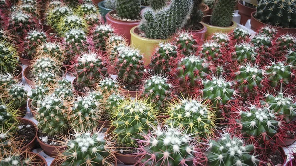 Verschiedene Arten Von Bunten Kakteen Auf Einer Ladentheke Aus Nächster — Stockfoto