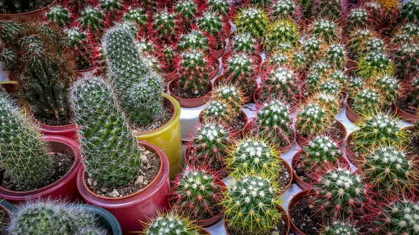 Diversi Tipi Cactus Colorati Bancone Del Negozio Vicino — Foto Stock