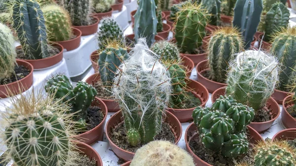 Különböző Típusú Színes Kaktusz Boltban Pult Közelről — Stock Fotó