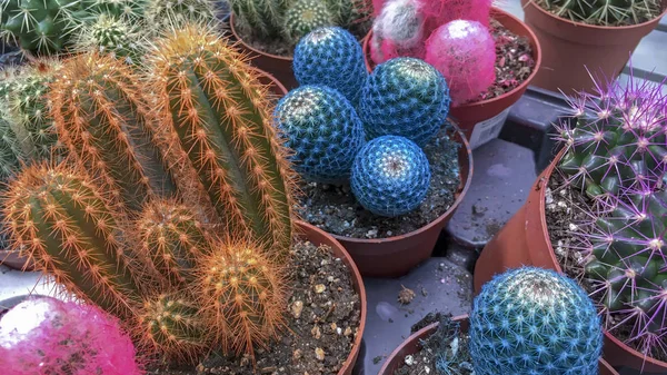 Diversi Tipi Cactus Colorati Bancone Del Negozio Vicino — Foto Stock