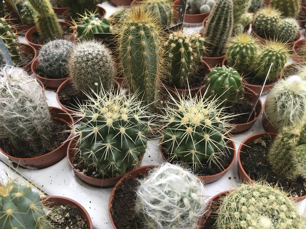 Diversi Tipi Cactus Colorati Bancone Del Negozio Vicino — Foto Stock