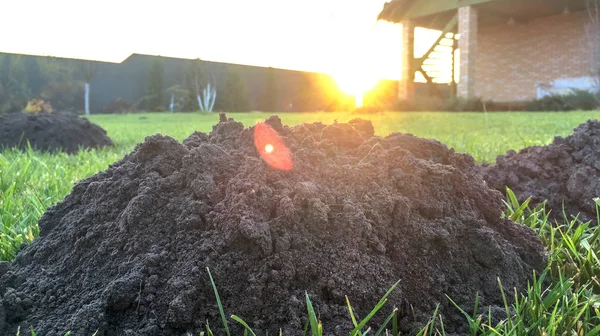 Neue Maulwurfshügel Auf Dem Rasen Durch Maulwürfe Sonnigen Tag — Stockfoto