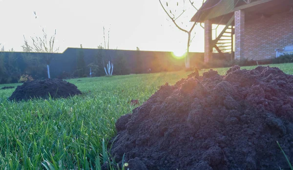 Neue Maulwurfshügel Auf Dem Rasen Durch Maulwürfe Sonnigen Tag — Stockfoto