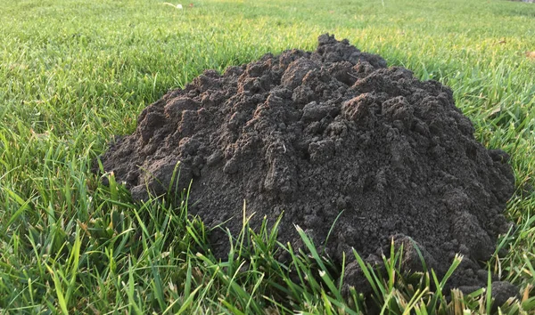 Benler Nüfus Görünümü Güneşli Tarafından Yapılan Bahçesinde Yeni Öyle — Stok fotoğraf