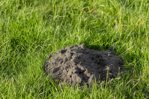 Neue Maulwurfshügel Auf Dem Rasen Durch Maulwürfe Sonnigen Tag — Stockfoto