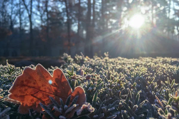 Осеннее Раннее Утро Инеем Дубовых Листьях Парке Листья Мороз Лед — стоковое фото