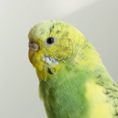 Tahıl kafa yakın çekim yeşil papağan gagalar