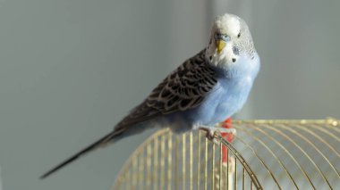 Mavi dalgalı bir papağan kafese yakın oturuyor.