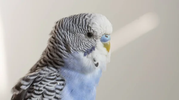 Mavi Dalgalı Bir Papağan Kafese Yakın Oturuyor — Stok fotoğraf
