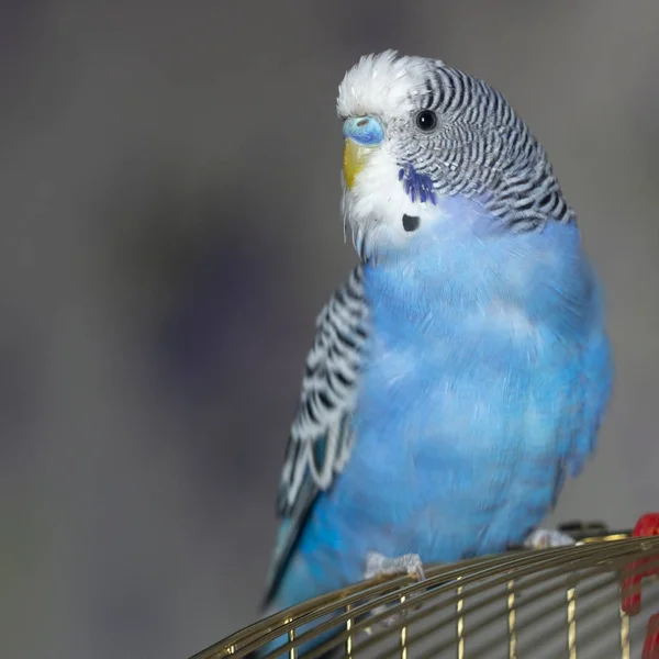 Modrý Vlnitý Papoušek Sedí Zblízka Kleci — Stock fotografie