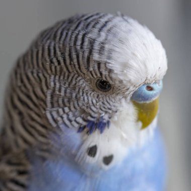 Mavi dalgalı bir papağan kafese yakın oturuyor.