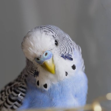 Mavi dalgalı bir papağan kafese yakın oturuyor.