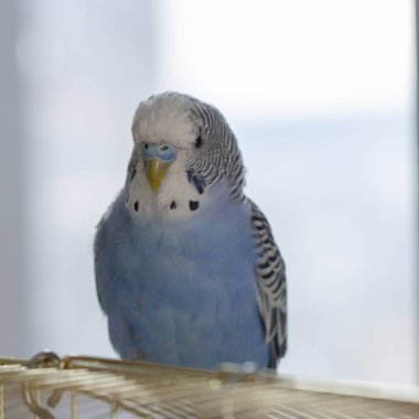 Mavi dalgalı bir papağan kafese yakın oturuyor.