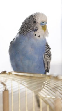 Mavi dalgalı bir papağan kafese yakın oturuyor.