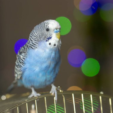 Mavi dalgalı bir papağan kafese yakın oturuyor.