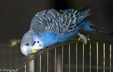 Mavi dalgalı bir papağan kafese yakın oturuyor.