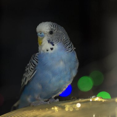 Mavi dalgalı bir papağan kafese yakın oturuyor.