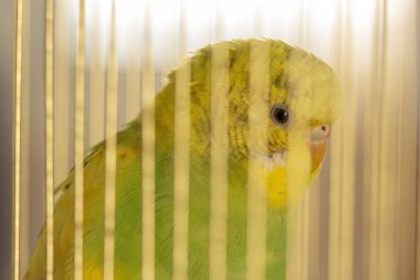 Tahıl kafa yakın çekim yeşil papağan gagalar