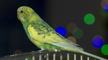 Tahıl kafa yakın çekim yeşil papağan gagalar