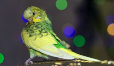 Tahıl kafa yakın çekim yeşil papağan gagalar